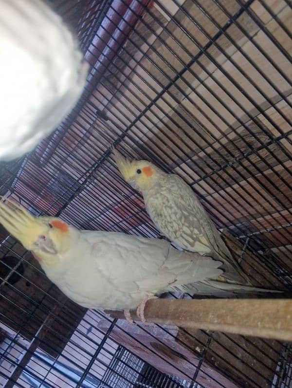 Common White Breeder Pair Cocktail 6