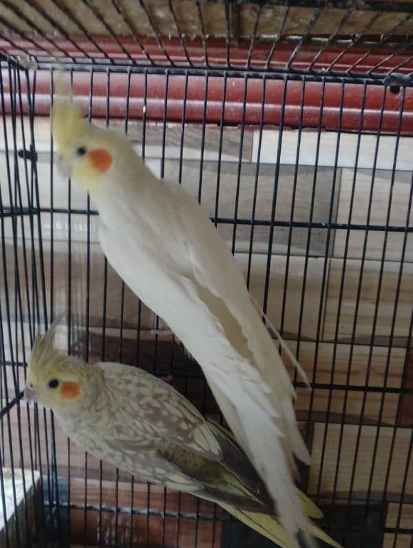 Common White Breeder Pair Cocktail 7