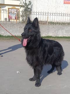 German Shepherd pink pedigree male available for Stud  03115090318