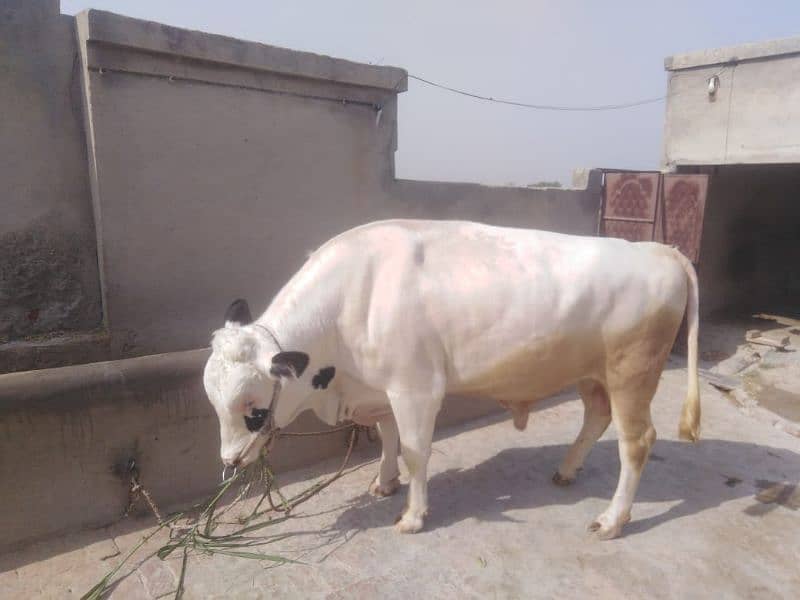 bull for sale 03111722466 1