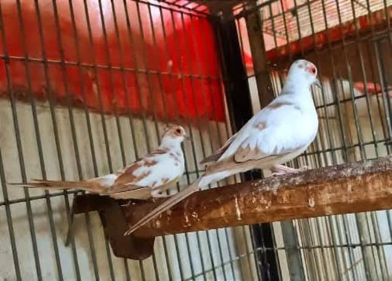 all pied doves available including red blue and diamond pied dove 1