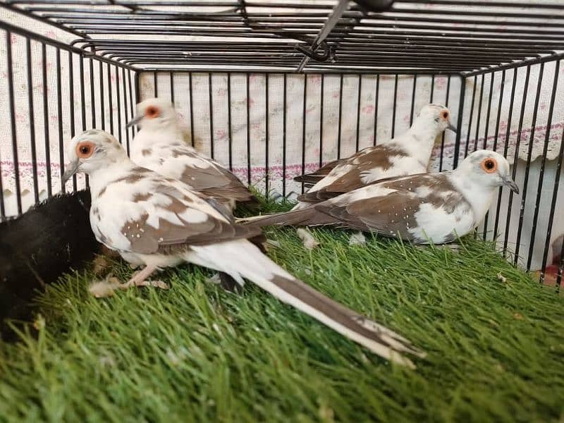 all pied doves available including red blue and diamond pied dove 2