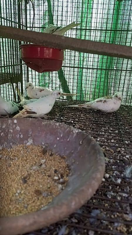 all pied doves available including red blue and diamond pied dove 3