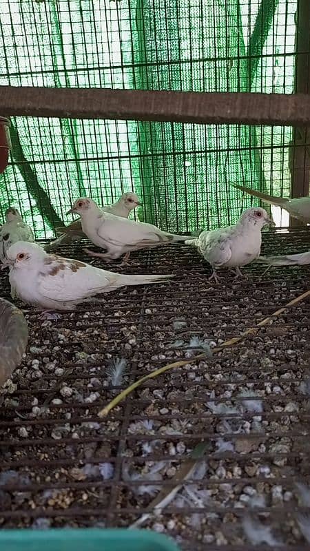 all pied doves available including red blue and diamond pied dove 4