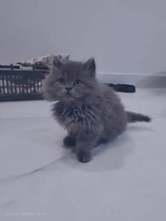 Persian triple coated kitten