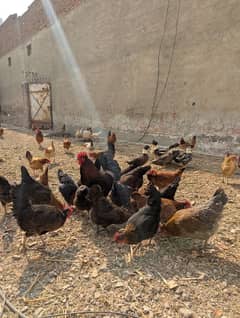 Hens , Golden Misri , Assel ,Murgi , Murga