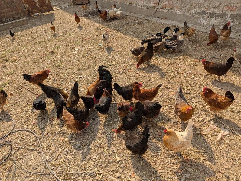 Hens , Golden Misri , Assel ,Murgi , Murga 1