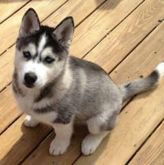 husky