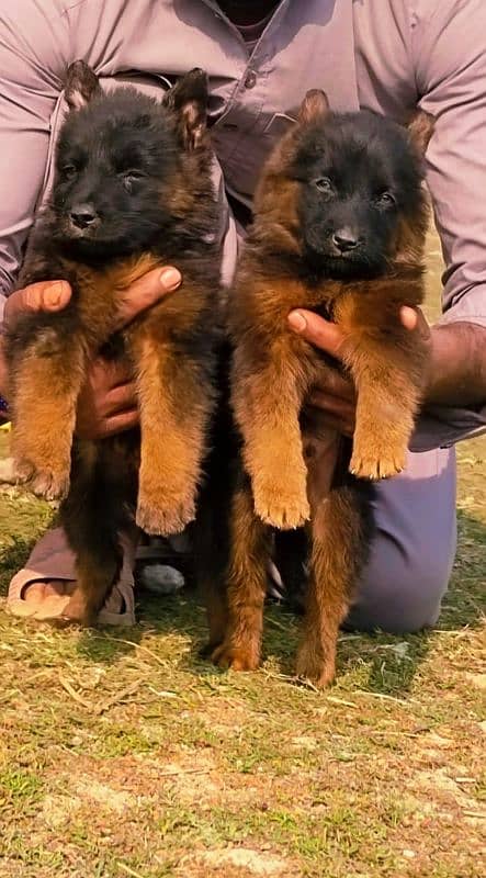 German Shepherd / german shepherd  dogs / Dogs 0