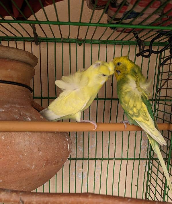 Australian budgie breeder pairs for sale 0