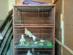 Pigeon cage for sale