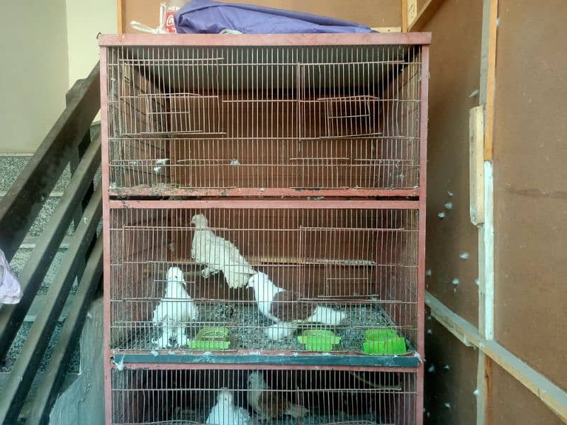 Pigeon cage for sale 0