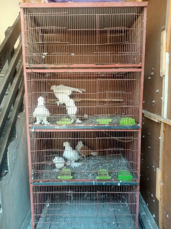 Pigeon cage for sale 1