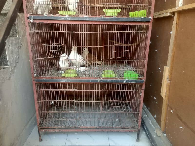 Pigeon cage for sale 2