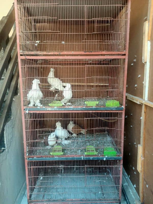 Pigeon cage for sale 3