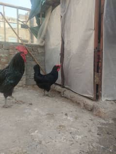 Australorp Male female