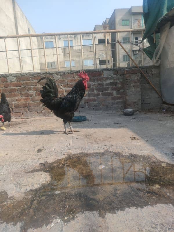 Australorp female 2