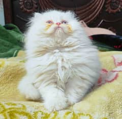 persian cat baby triple coat  blue eyes kitten