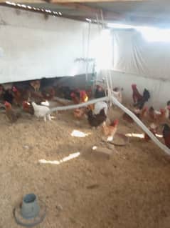 Desi Hens for sale 5 female 1 male