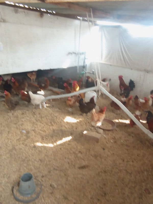 Desi Hens for sale 5 female 1 male 0