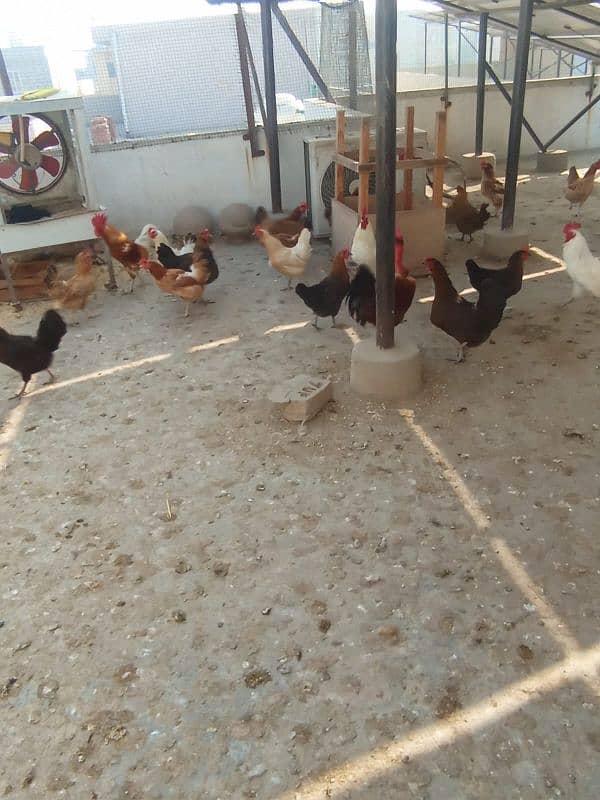 Desi Hens for sale 5 female 1 male 2