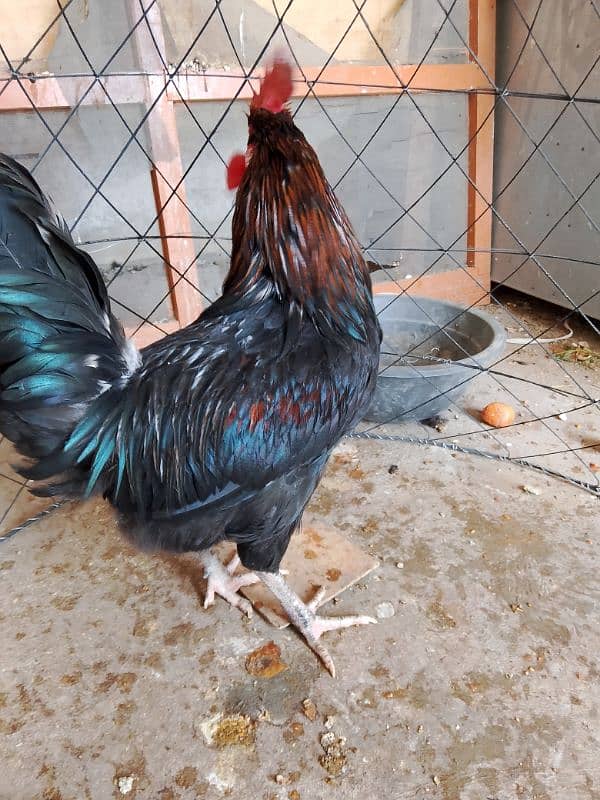 murgha (male)  for sale 2