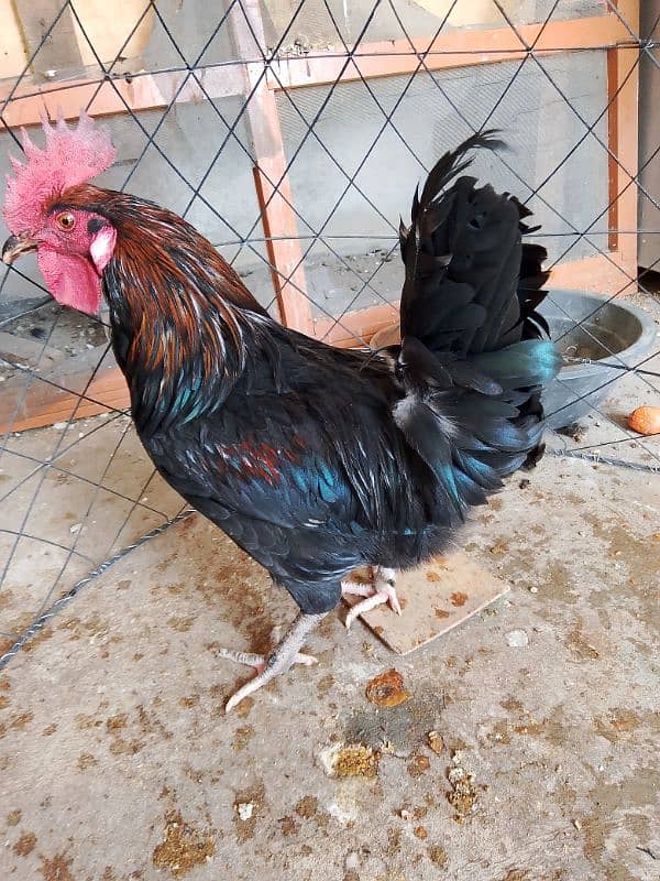 murgha (male)  for sale 1