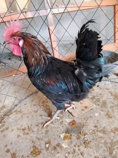 murgha (male)  for sale