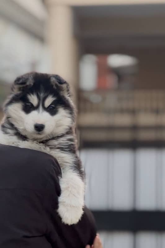 Siberian Husky 1