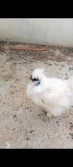 SILKIE Hen available for sale