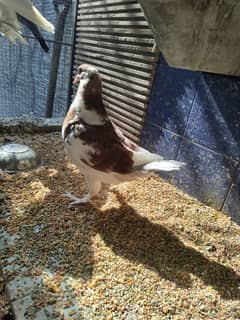 sherazi fancy pigeons for sale