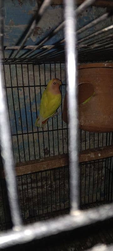 03054614434 Love bird 1