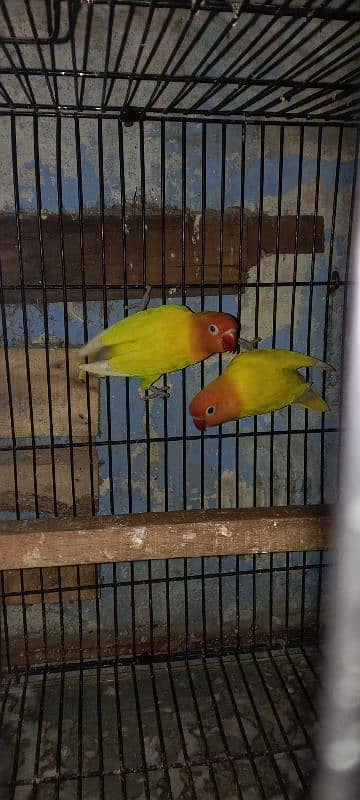 03054614434 Love bird 2