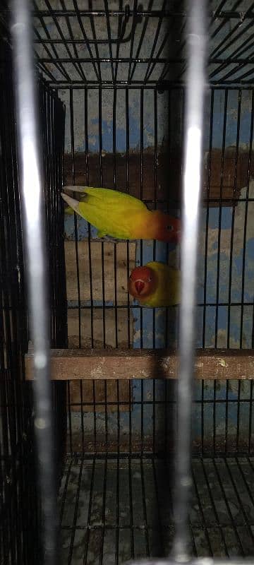 03054614434 Love bird 4