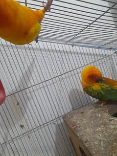 Sun conure