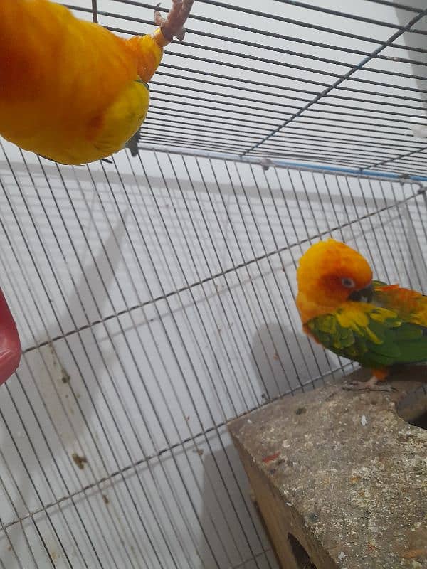 Sun conure 0