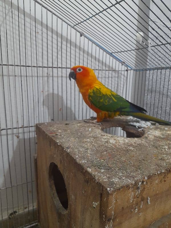 Sun conure 1