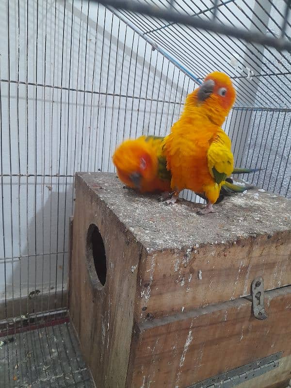 Sun conure 2