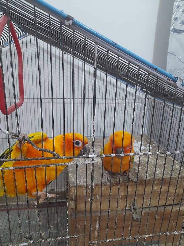 Sun conure 3