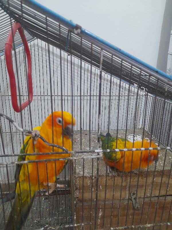 Sun conure 4