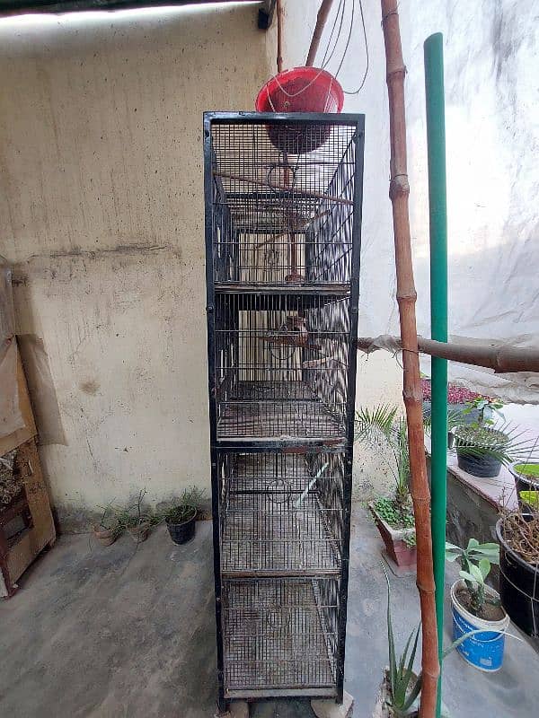 Bird Cages 4