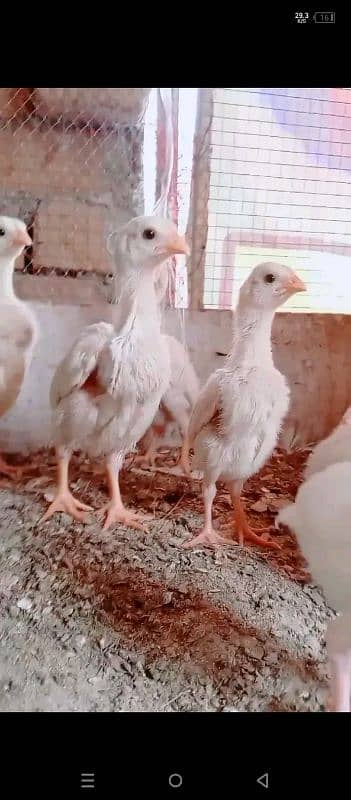 aseel pure white heera originals  eggs for sell 1