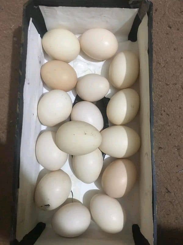 aseel pure white heera originals  eggs for sell 2