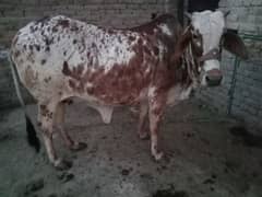 cholistani cow