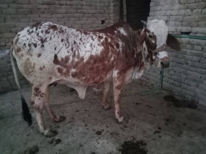 cholistani cow 1