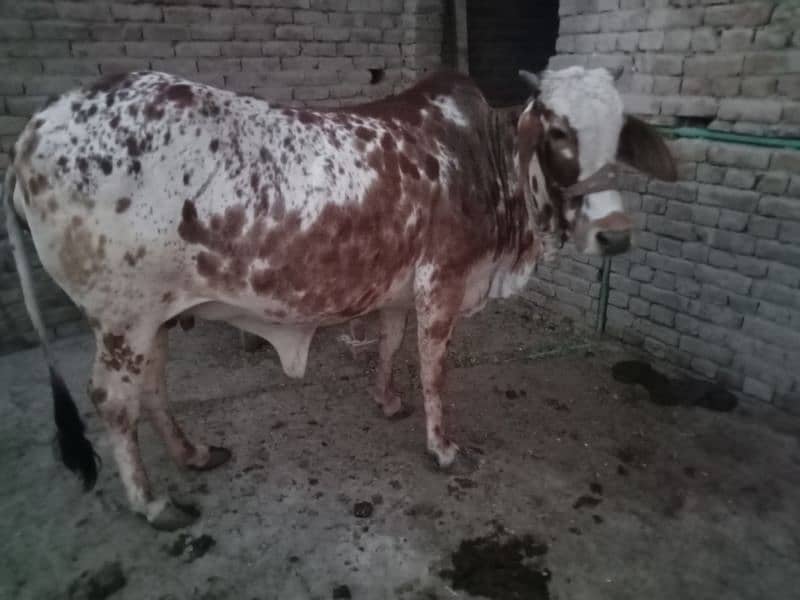 cholistani cow 2