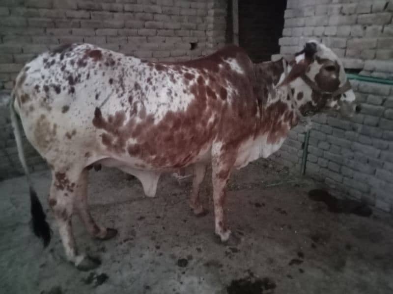 cholistani cow 3