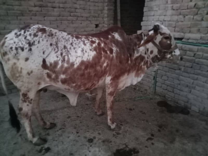 cholistani cow 4