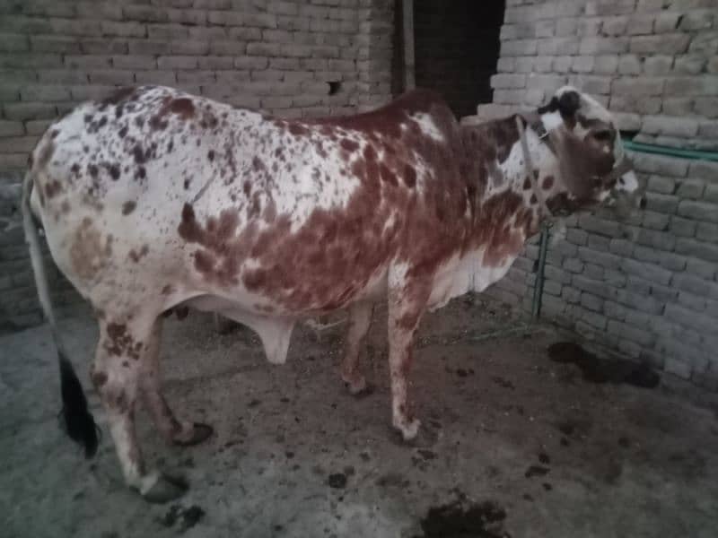 cholistani cow 5