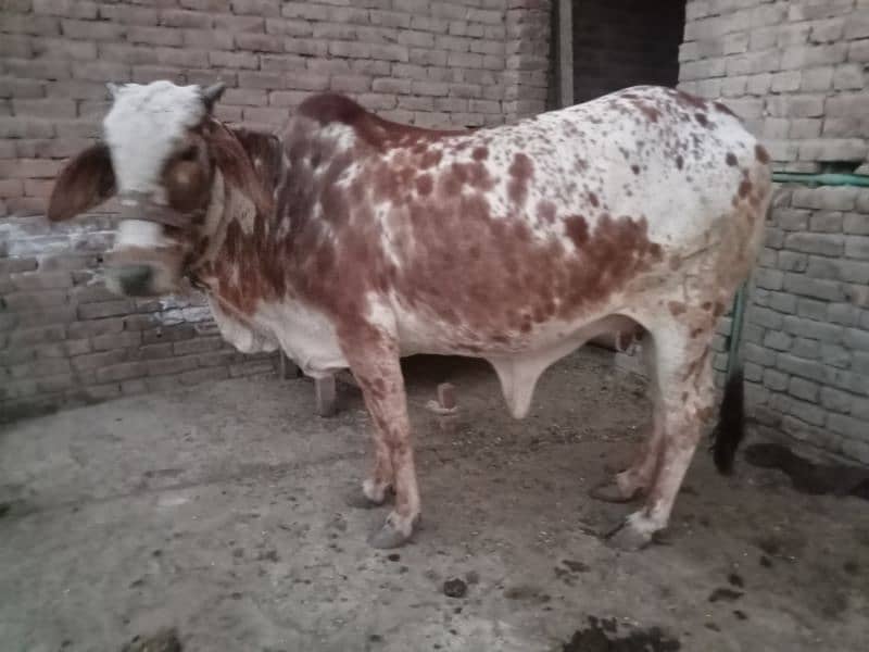 cholistani cow 6